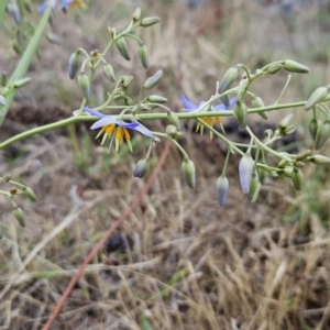 Dianella sp. aff. longifolia (Benambra) at Cooleman Ridge - 26 Nov 2023