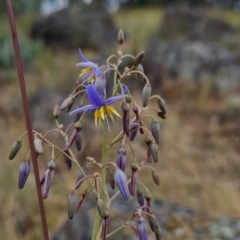 Dianella sp. aff. longifolia (Benambra) at Cooleman Ridge - 26 Nov 2023