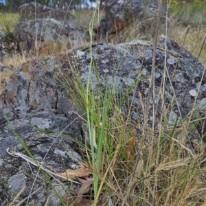 Dianella sp. aff. longifolia (Benambra) at Cooleman Ridge - 26 Nov 2023