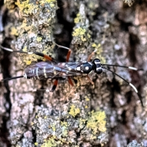 Xanthocryptus novozealandicus at Higgins Woodland - 26 Nov 2023 09:46 AM