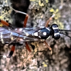 Xanthocryptus novozealandicus at Higgins Woodland - 26 Nov 2023