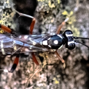 Xanthocryptus novozealandicus at Higgins Woodland - 26 Nov 2023