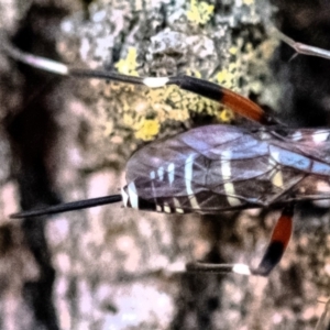 Xanthocryptus novozealandicus at Higgins Woodland - 26 Nov 2023 09:46 AM