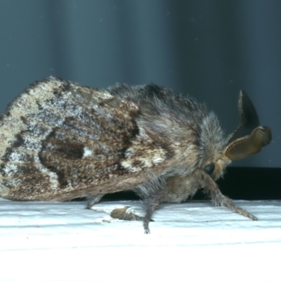 Pernattia pusilla (She-Oak Moth) at Ainslie, ACT - 1 Jan 2023 by jb2602