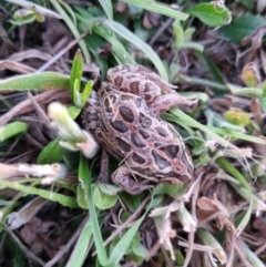 Limnodynastes tasmaniensis (Spotted Grass Frog) at QPRC LGA - 26 Nov 2023 by Shairlyn