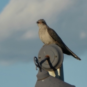 Cacomantis pallidus at Rugosa - 26 Nov 2023