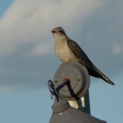 Cacomantis pallidus (Pallid Cuckoo) at Rugosa - 26 Nov 2023 by SenexRugosus