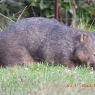 Vombatus ursinus (Common wombat, Bare-nosed Wombat) at Oakdale, NSW - 26 Nov 2023 by bufferzone