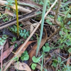 Calochilus montanus (Copper Beard Orchid) at Wee Jasper, NSW - 25 Nov 2023 by brettguy80