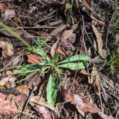 Craspedia variabilis (Common Billy Buttons) at Micalong Gorge - 26 Nov 2023 by Wildlifewarrior80