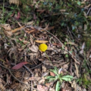 Craspedia variabilis at Wee Jasper, NSW - suppressed