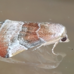 Mataeomera mesotaenia (Large Scale Moth) at Ainslie, ACT - 1 Jan 2023 by jb2602