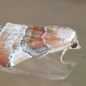 Mataeomera mesotaenia at Ainslie, ACT - 1 Jan 2023