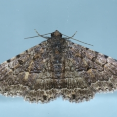 Diatenes aglossoides (An Erebid Moth) at Ainslie, ACT - 1 Jan 2023 by jb2602