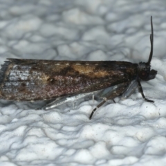 Cryptaspasma sordida (A Tortricid moth) at Ainslie, ACT - 1 Jan 2023 by jb2602