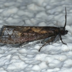 Cryptaspasma sordida (A Tortricid moth (Olethreutinae)) at Ainslie, ACT - 1 Jan 2023 by jb2602