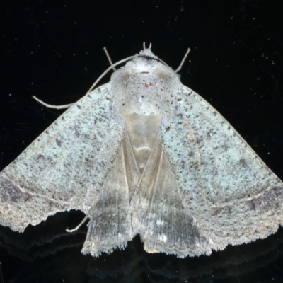 Pantydia sparsa (Noctuid Moth) at Ainslie, ACT - 1 Jan 2023 by jb2602