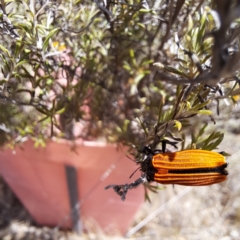 Castiarina nasuta (A jewel beetle) at Watson, ACT - 26 Nov 2023 by abread111