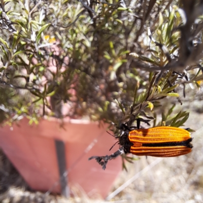 Castiarina nasuta (A jewel beetle) at Watson, ACT - 26 Nov 2023 by abread111