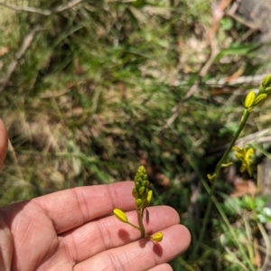 Bulbine sp. at Wee Jasper, NSW - 26 Nov 2023 12:13 PM