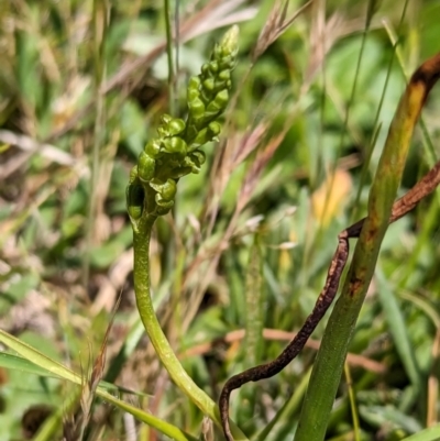 Microtis sp. (Onion Orchid) at Wee Jasper, NSW - 26 Nov 2023 by brettguy80