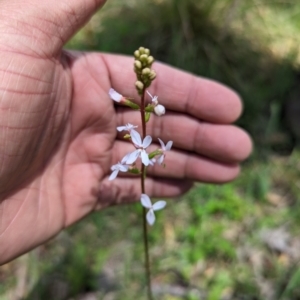 Stylidium sp. at Wee Jasper, NSW - 26 Nov 2023