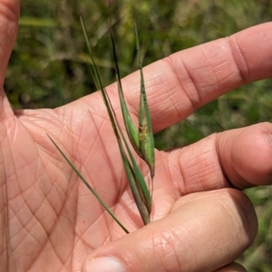 Themeda triandra at Wee Jasper, NSW - 26 Nov 2023 01:39 PM