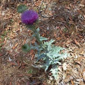 Onopordum acanthium at Justice Robert Hope Reserve (JRH) - 26 Nov 2023 11:59 AM