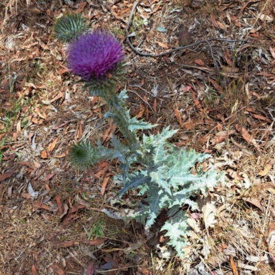 Onopordum acanthium (Scotch Thistle) at Watson, ACT - 26 Nov 2023 by abread111