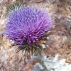 Onopordum acanthium at Justice Robert Hope Reserve (JRH) - 26 Nov 2023 11:59 AM