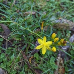 Bulbine bulbosa (Golden Lily, Bulbine Lily) at Micalong Gorge - 26 Nov 2023 by Wildlifewarrior80