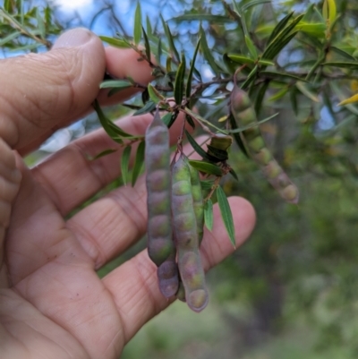 Acacia siculiformis (Dagger Wattle) at Micalong Gorge - 26 Nov 2023 by Wildlifewarrior80