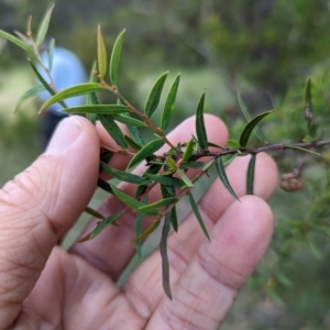 Acacia siculiformis at Wee Jasper, NSW - 26 Nov 2023 12:16 PM