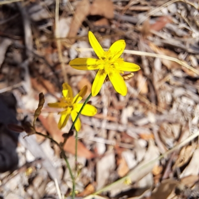 Tricoryne elatior (Yellow Rush Lily) at Watson, ACT - 26 Nov 2023 by abread111