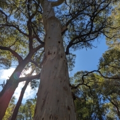 Eucalyptus dalrympleana subsp. dalrympleana (Mountain Gum) at Wee Jasper, NSW - 26 Nov 2023 by Wildlifewarrior80