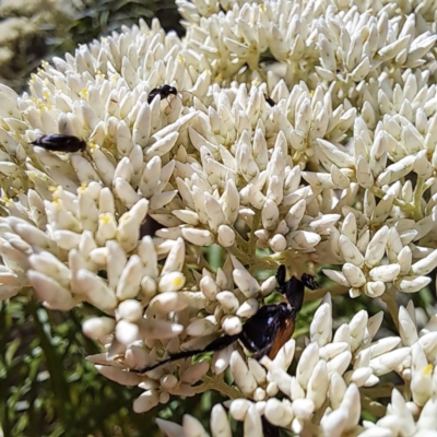 Mordellidae (family) (Unidentified pintail or tumbling flower beetle) at Justice Robert Hope Reserve (JRH) - 26 Nov 2023 by abread111