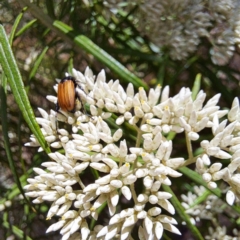 Phyllotocus rufipennis (Nectar scarab) at Justice Robert Hope Reserve (JRH) - 26 Nov 2023 by abread111