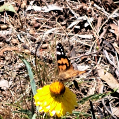 Vanessa kershawi (Australian Painted Lady) at Justice Robert Hope Reserve (JRH) - 26 Nov 2023 by abread111