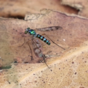 Heteropsilopus sp. (genus) at Gigerline Nature Reserve - 24 Nov 2023