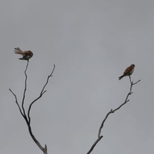 Falco cenchroides at Gigerline Nature Reserve - 24 Nov 2023 11:44 AM