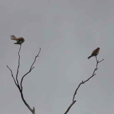 Falco cenchroides (Nankeen Kestrel) at Gigerline Nature Reserve - 24 Nov 2023 by RodDeb