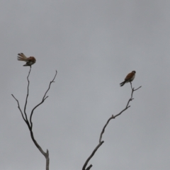 Falco cenchroides at Gigerline Nature Reserve - 24 Nov 2023