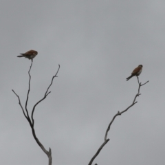 Falco cenchroides at Gigerline Nature Reserve - 24 Nov 2023 11:44 AM