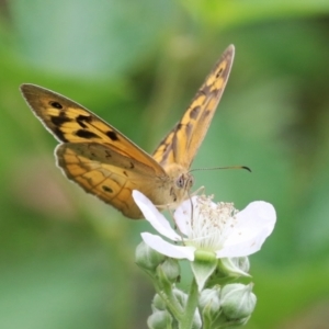 Heteronympha merope at Gigerline Nature Reserve - 24 Nov 2023