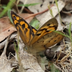 Heteronympha merope at Gigerline Nature Reserve - 24 Nov 2023