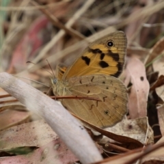 Heteronympha merope at Gigerline Nature Reserve - 24 Nov 2023