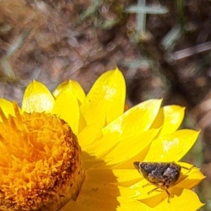 Eurymeloides adspersa at Justice Robert Hope Reserve (JRH) - 26 Nov 2023