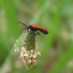 Porrostoma rhipidium (Long-nosed Lycid (Net-winged) beetle) at Gigerline Nature Reserve - 24 Nov 2023 by RodDeb
