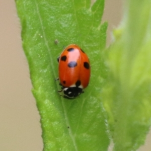 Hippodamia variegata at Gigerline Nature Reserve - 24 Nov 2023 12:24 PM