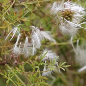 Clematis leptophylla at Gigerline Nature Reserve - 24 Nov 2023